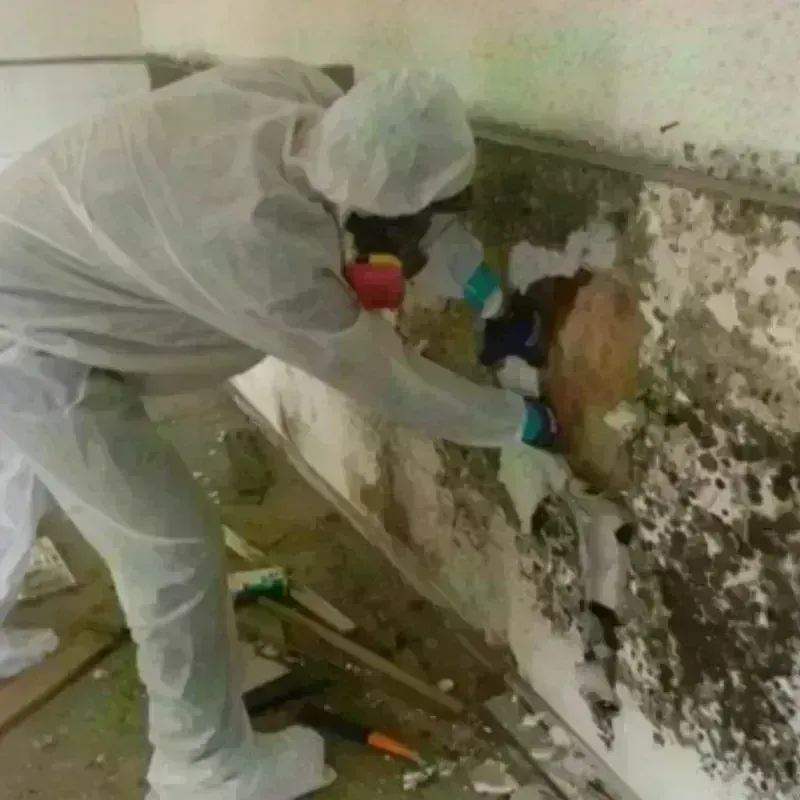 Mold Remediation and Removal in Springboro, OH